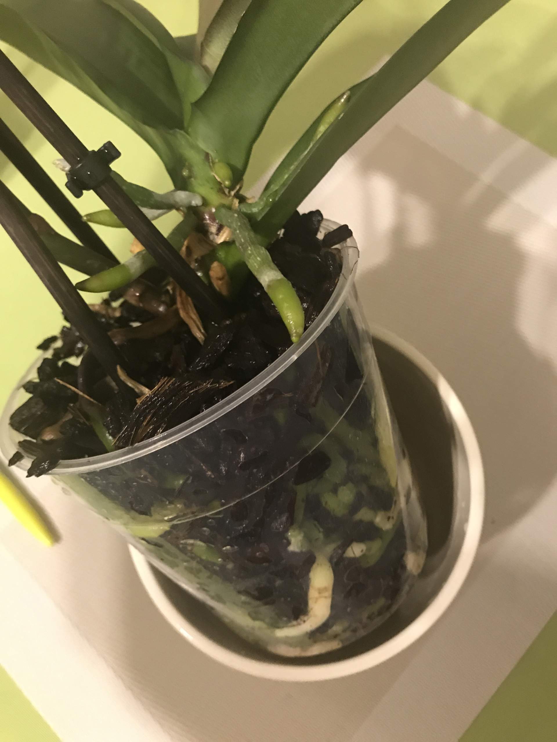 Orchidee wie genau pflegen? Und was tun wenn Wurzeln oben