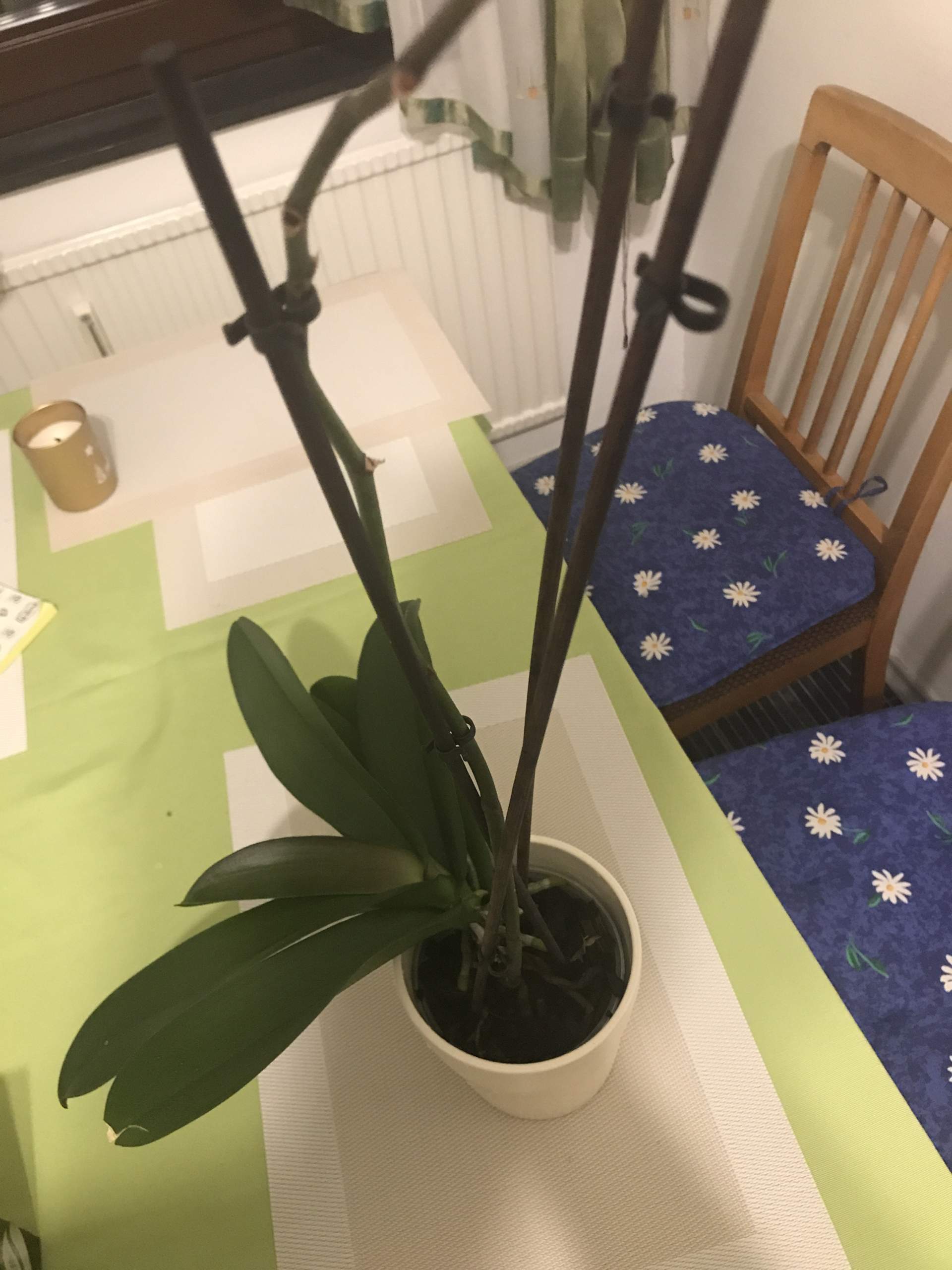 Orchidee wie genau pflegen? Und was tun wenn Wurzeln oben