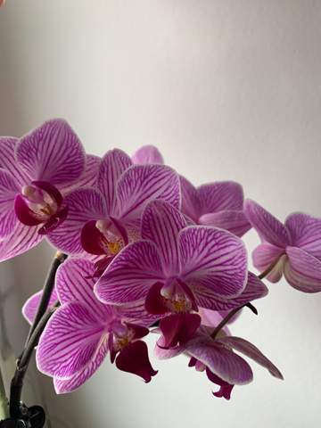 Orchidee wirft Blüten ab?