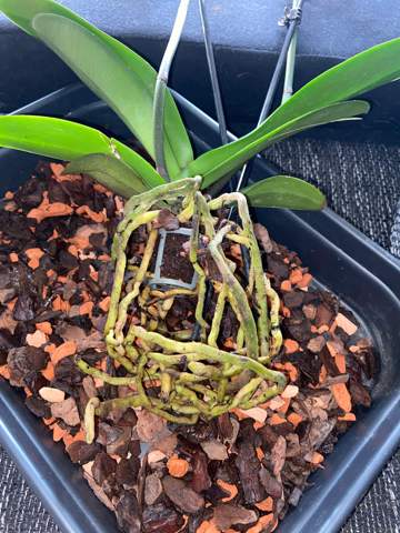Orchidee Wurzeln faulen/ wie pflege ich die Pflanze richtig?