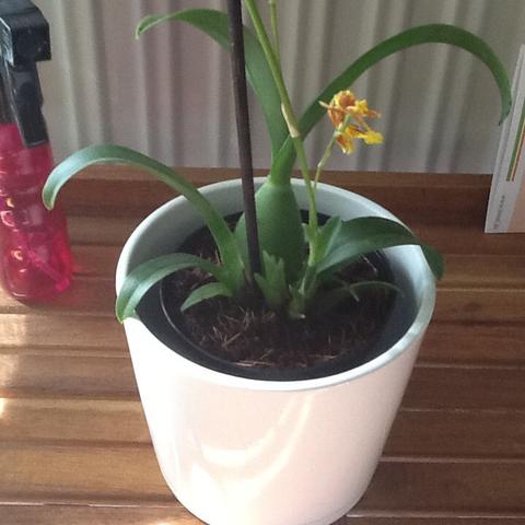 - (Erde, Orchideen, Bestimmung)