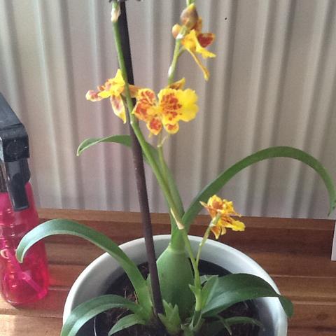 - (Erde, Orchideen, Bestimmung)