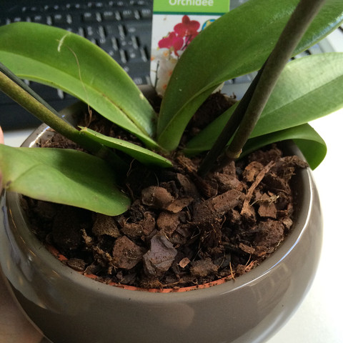 Orchidee  - (Pflege, Vase, Orchideen)
