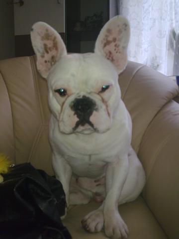 Ordnungswidrigkeit Wenn Mein Hund Einmal An Eine Hauswand Uriniert Hat