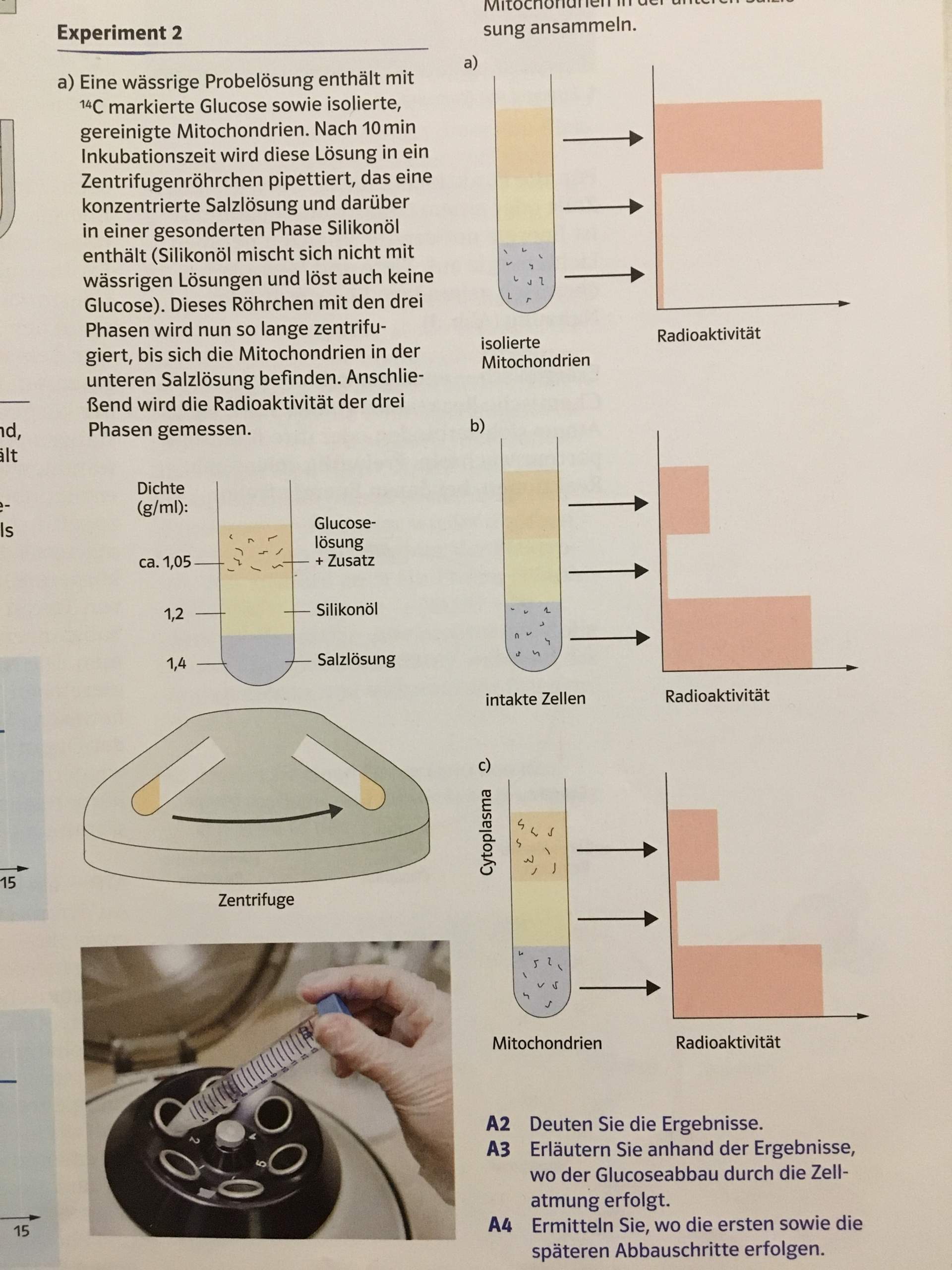 experiment zum ort der zellatmung