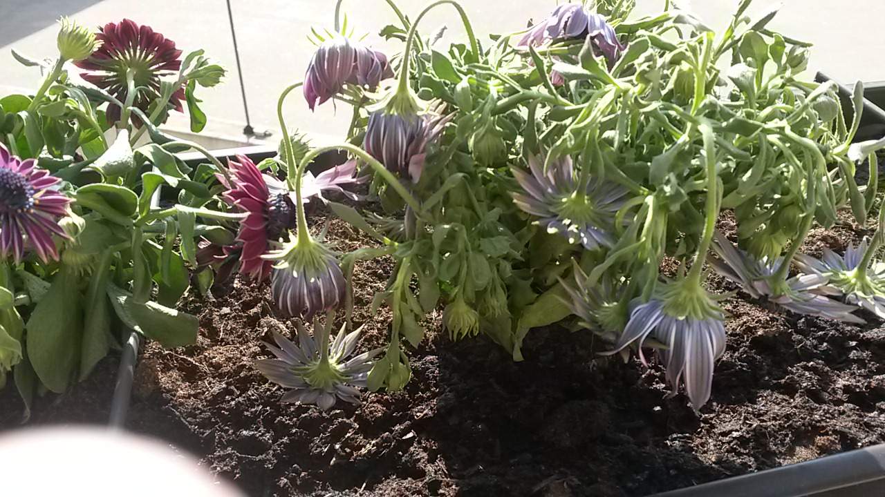 Osteospermum (Kapkörbchen) lässt Kopf hängen (Pflege, Blumen) Osteospermum (Kapkörbchen) lässt Kopf hängen (Pflege, Blumen)