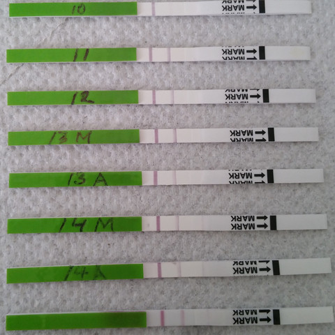 Ovulationstest Kennt Das Jemand Schwangerschaft Kinderwunsch Ovulationstest Kennt Das Jemand Schwangerschaft Kinderwunsch