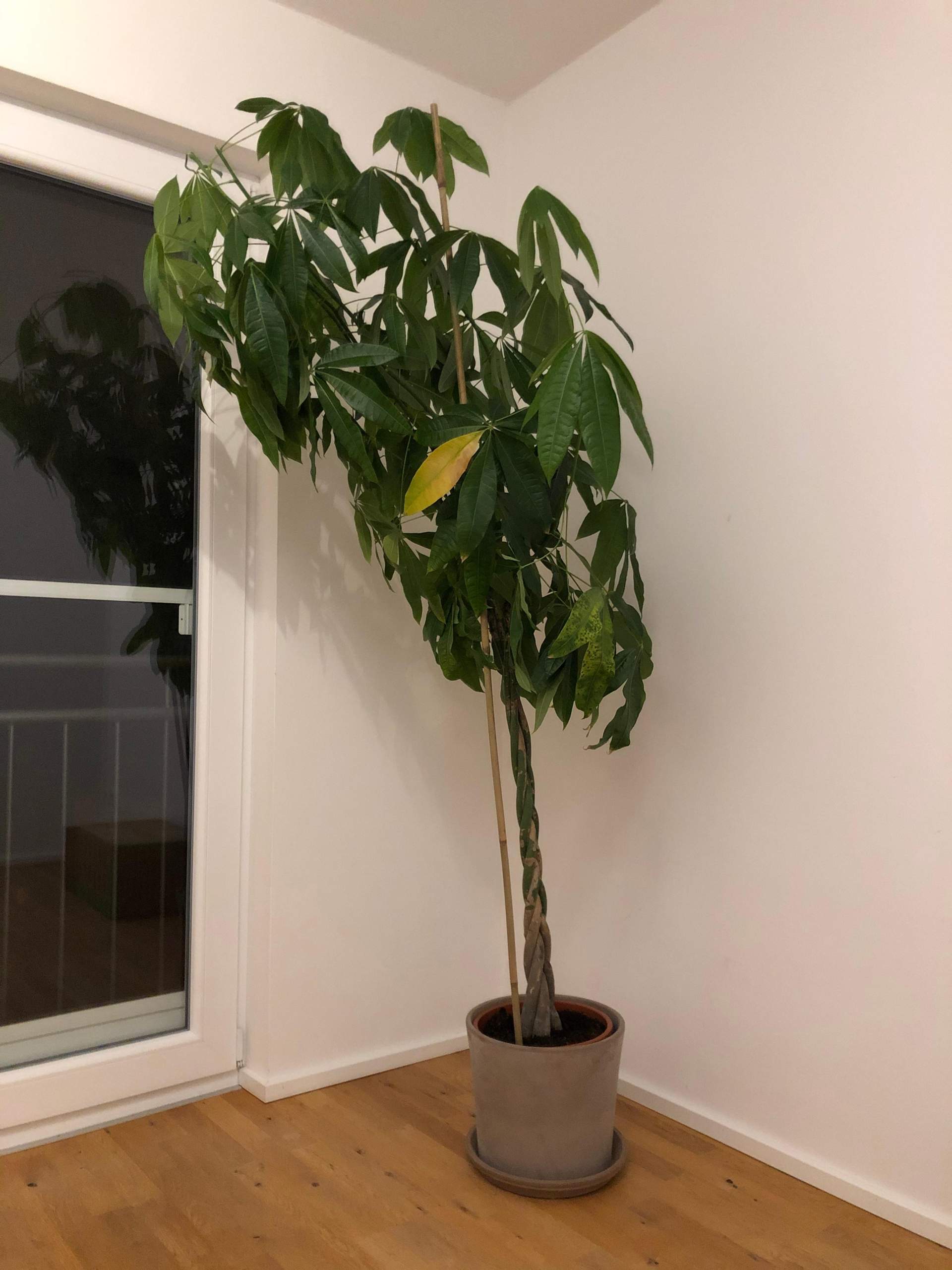 Pachira Aquatica / Glückskastanie: weiße Flecken, dunkle Flecken und ...