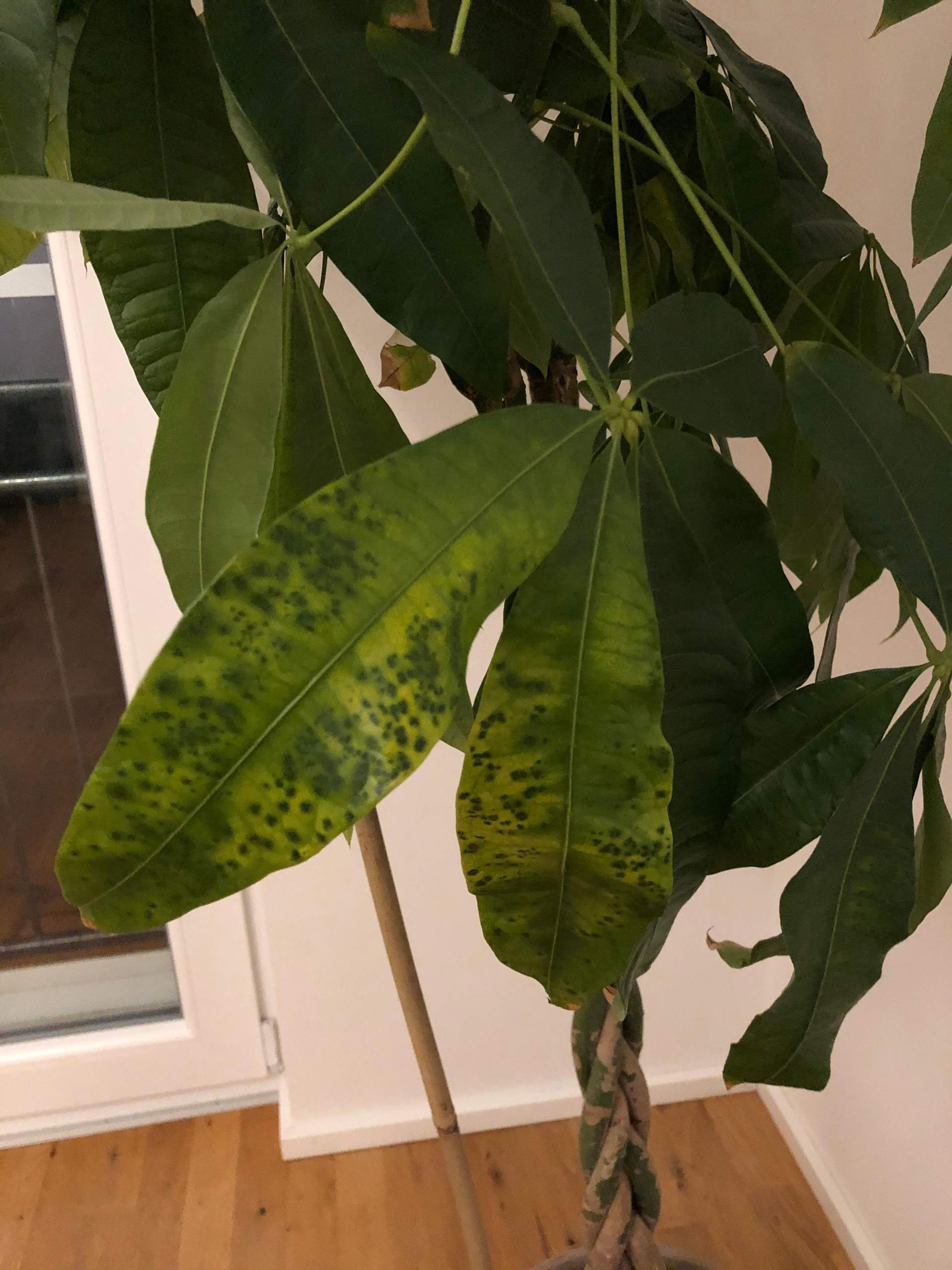 Pachira Aquatica / Glückskastanie: weiße Flecken, dunkle Flecken und ...