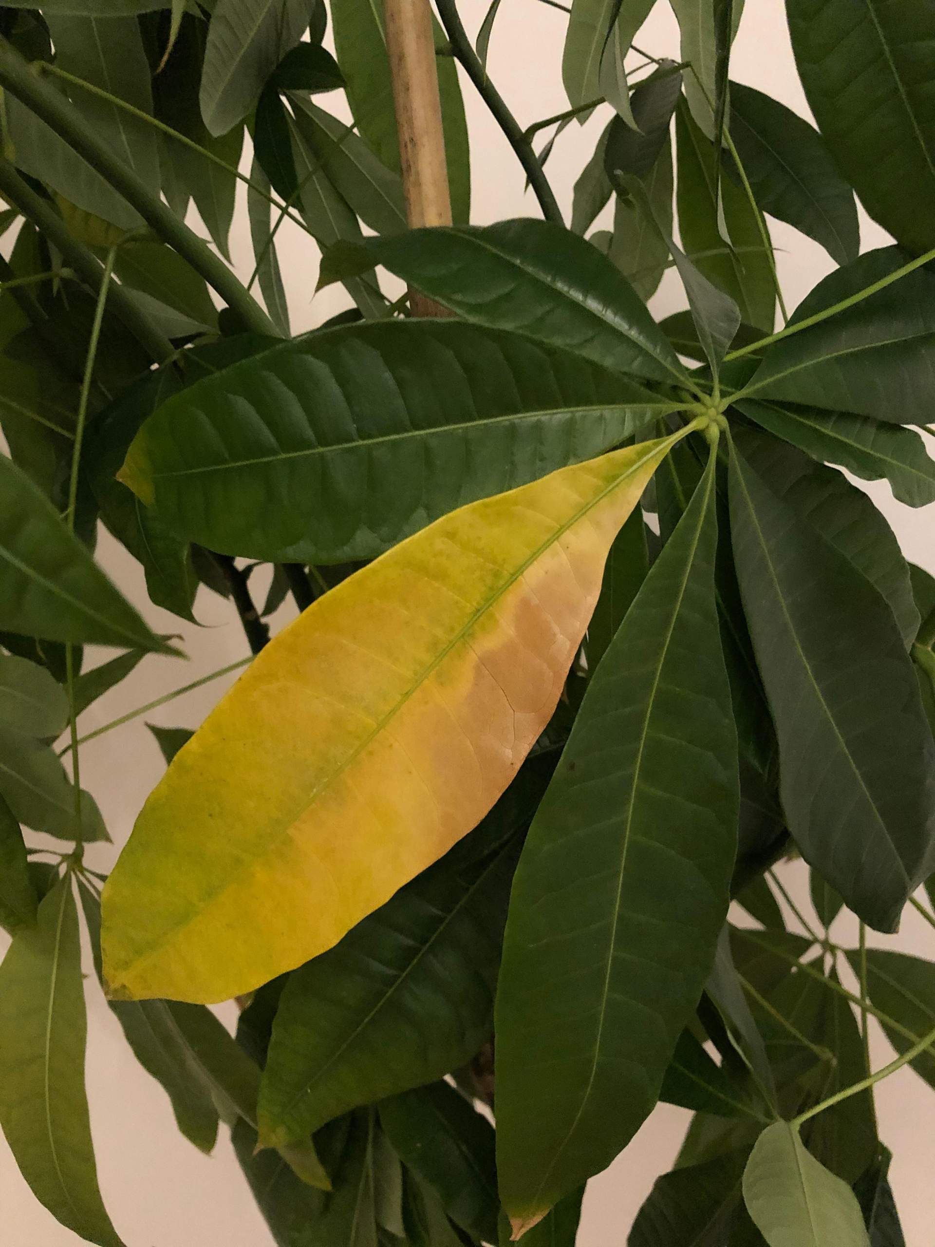 pachira-aquatica-gl-ckskastanie-wei-e-flecken-dunkle-flecken-und
