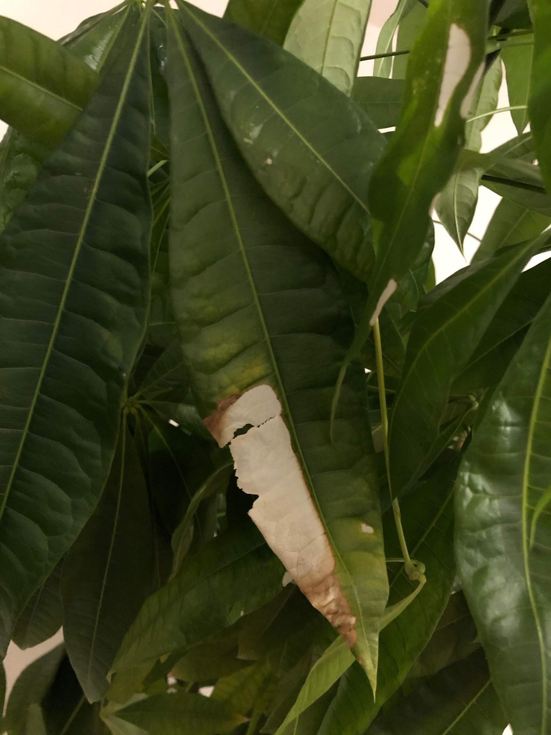 pachira-aquatica-gl-ckskastanie-wei-e-flecken-dunkle-flecken-und
