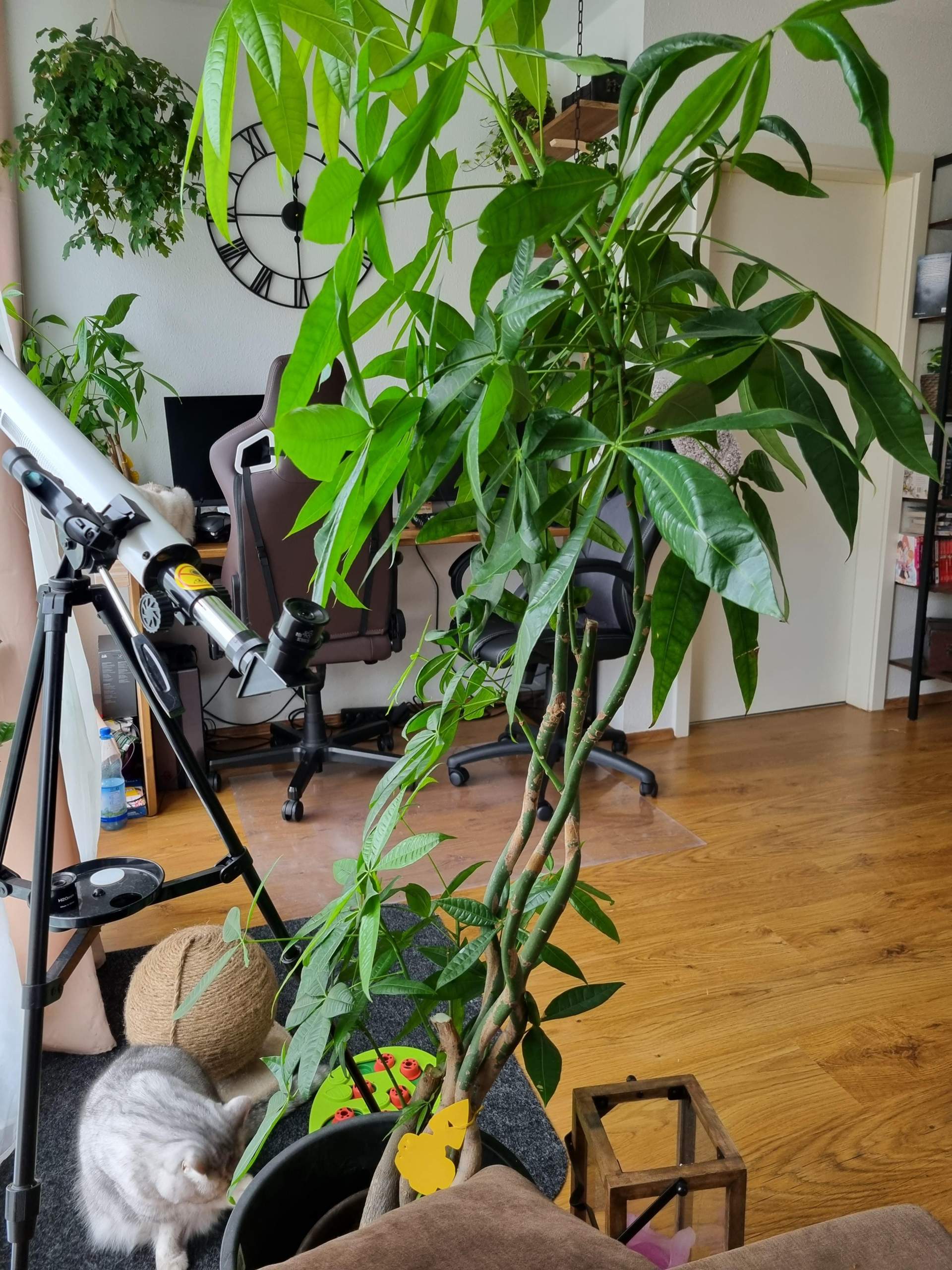 geigenfeige 2m Geigenfeige (Ficus lyrata) kaufen