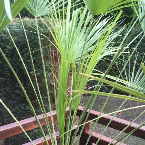 Palme - (Pflanzen, Garten, Gartenarbeit)