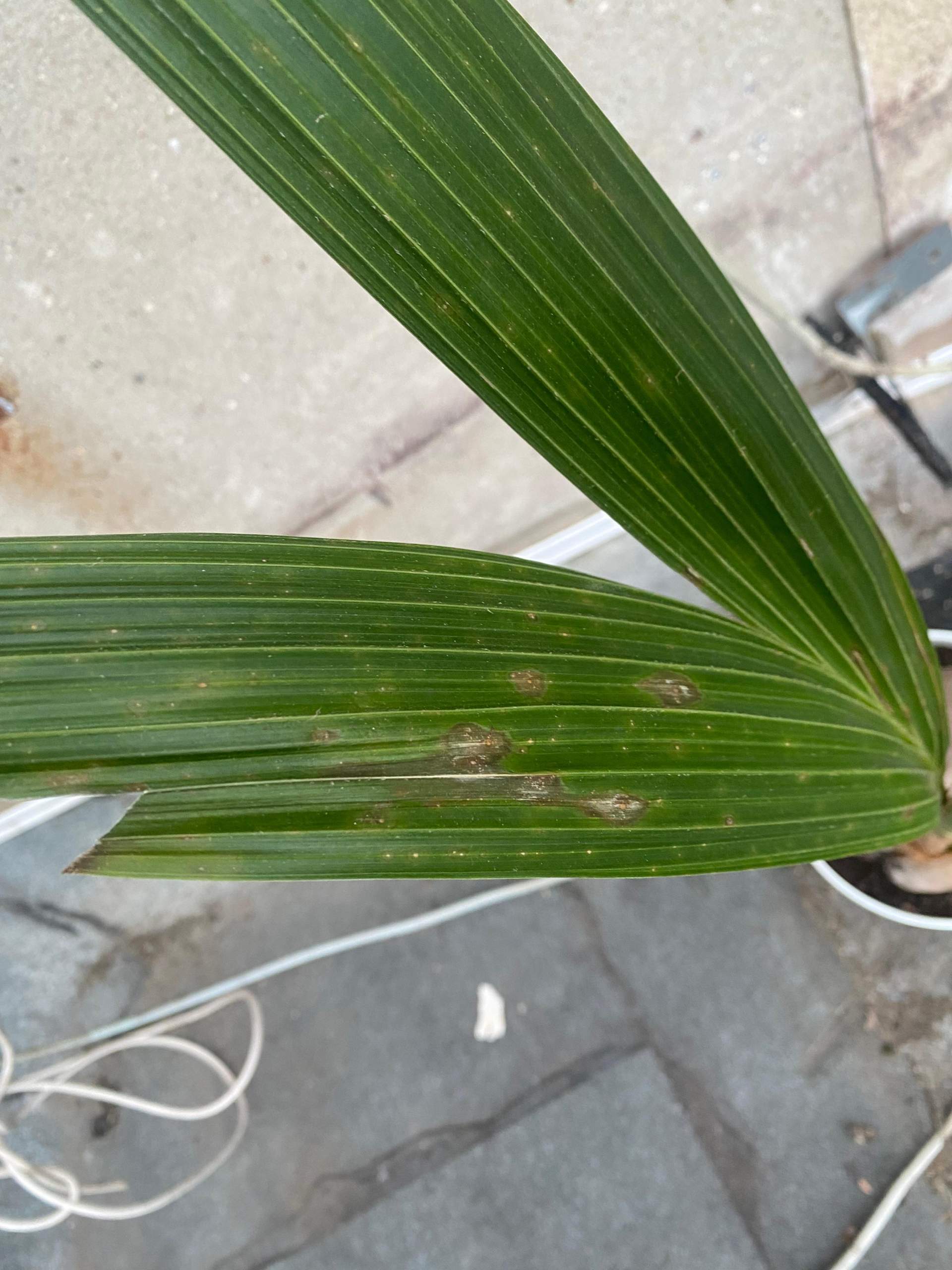 Palme hat graue trockene Flecken? (Wasser, Pflanzen, Baum)