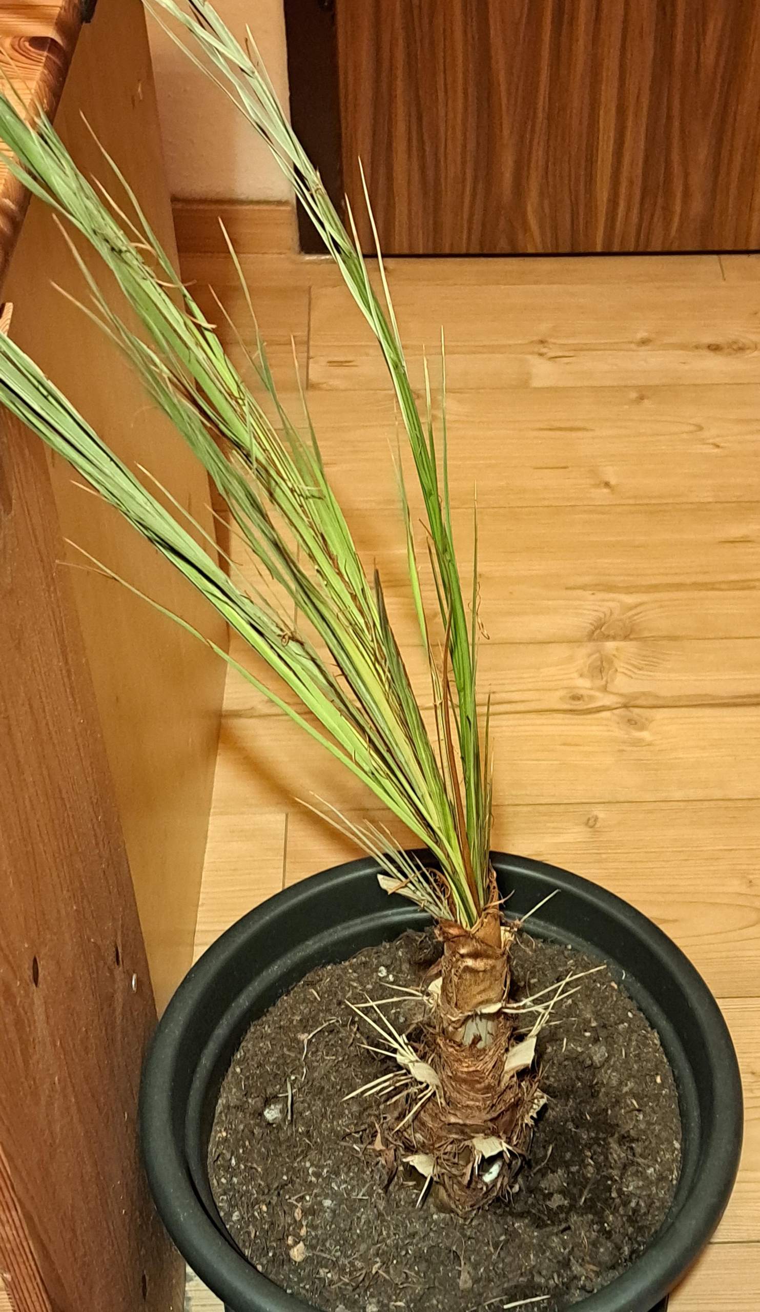 Palme retten? (Pflanzenpflege, Zimmerpflanzen)