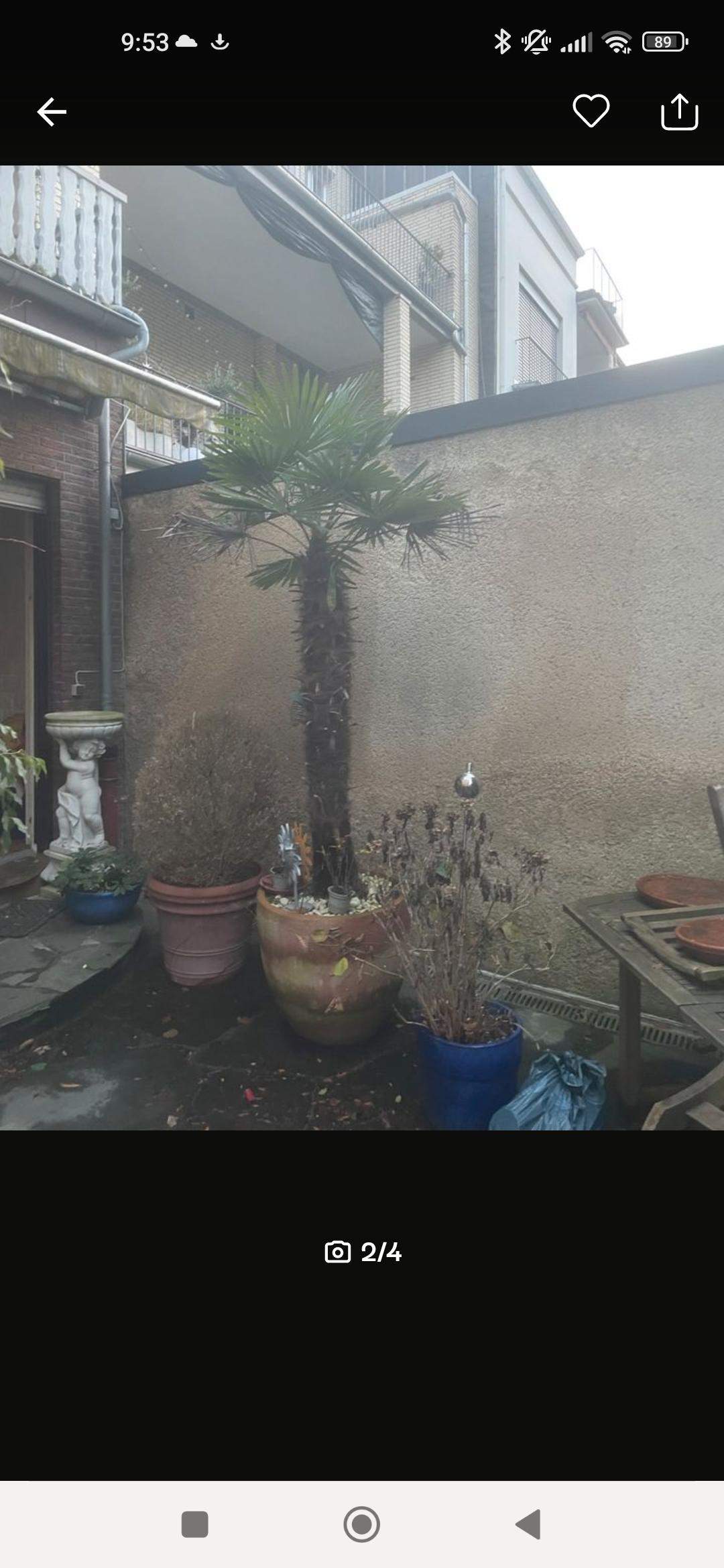 Palmen pflanzen, was beachten? (Erde, Baum, Gärtner)