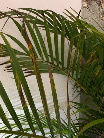 Palmenblätter werden von der Spitze her braun und sterben ab - Ursache?
