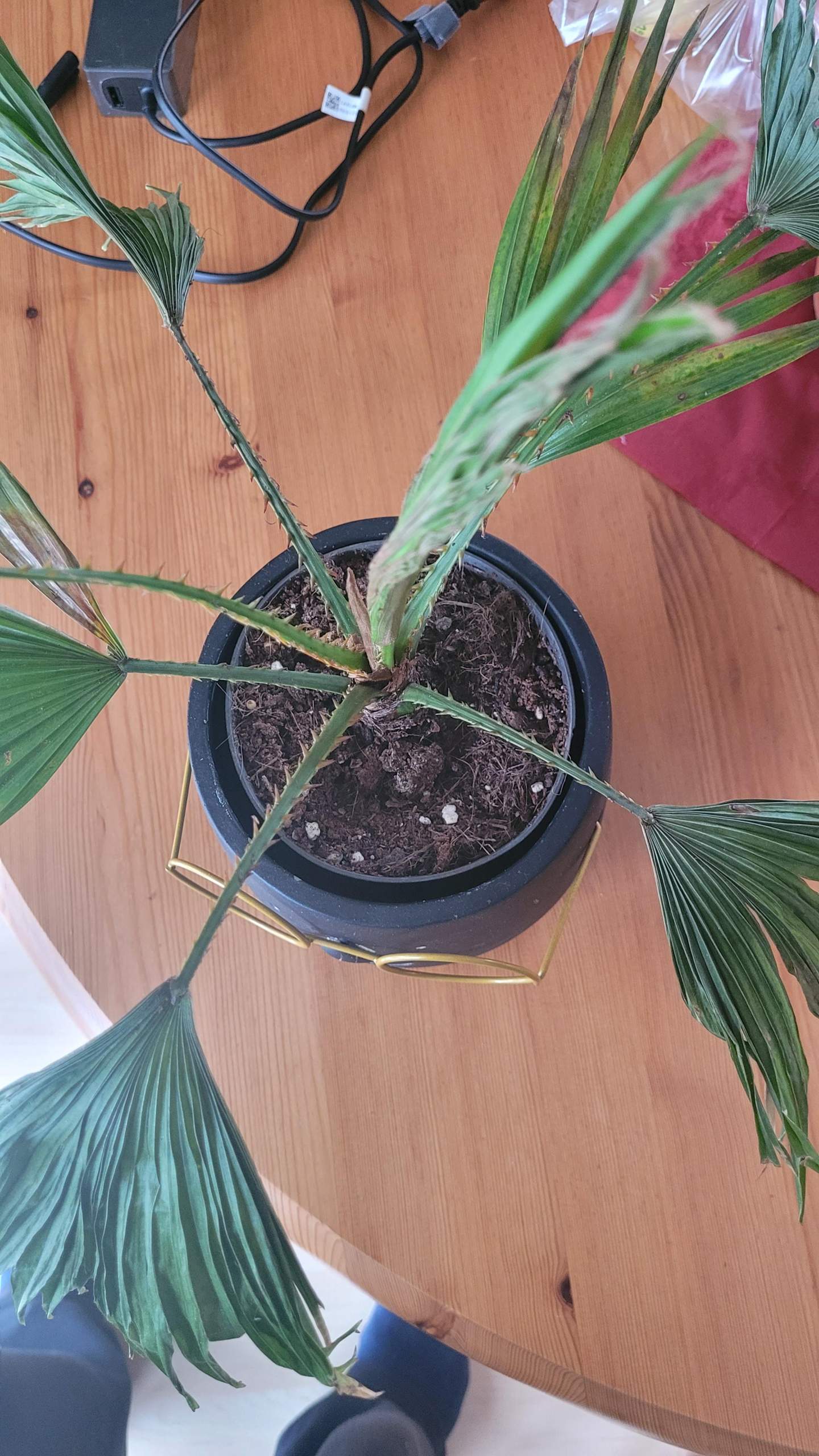 Palmenpflanze lässt Blätter hängen? (Wasser, Pflanzenpflege, Schädlinge)