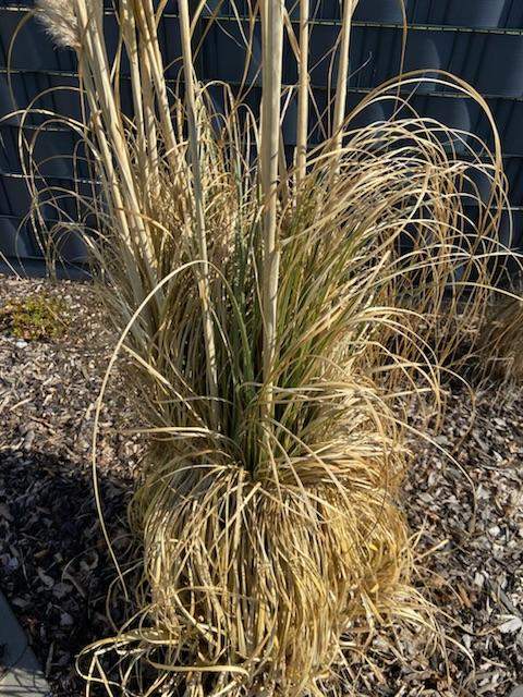 Pampasgras behandeln? (Gras, Blumen, Pflanzenpflege)
