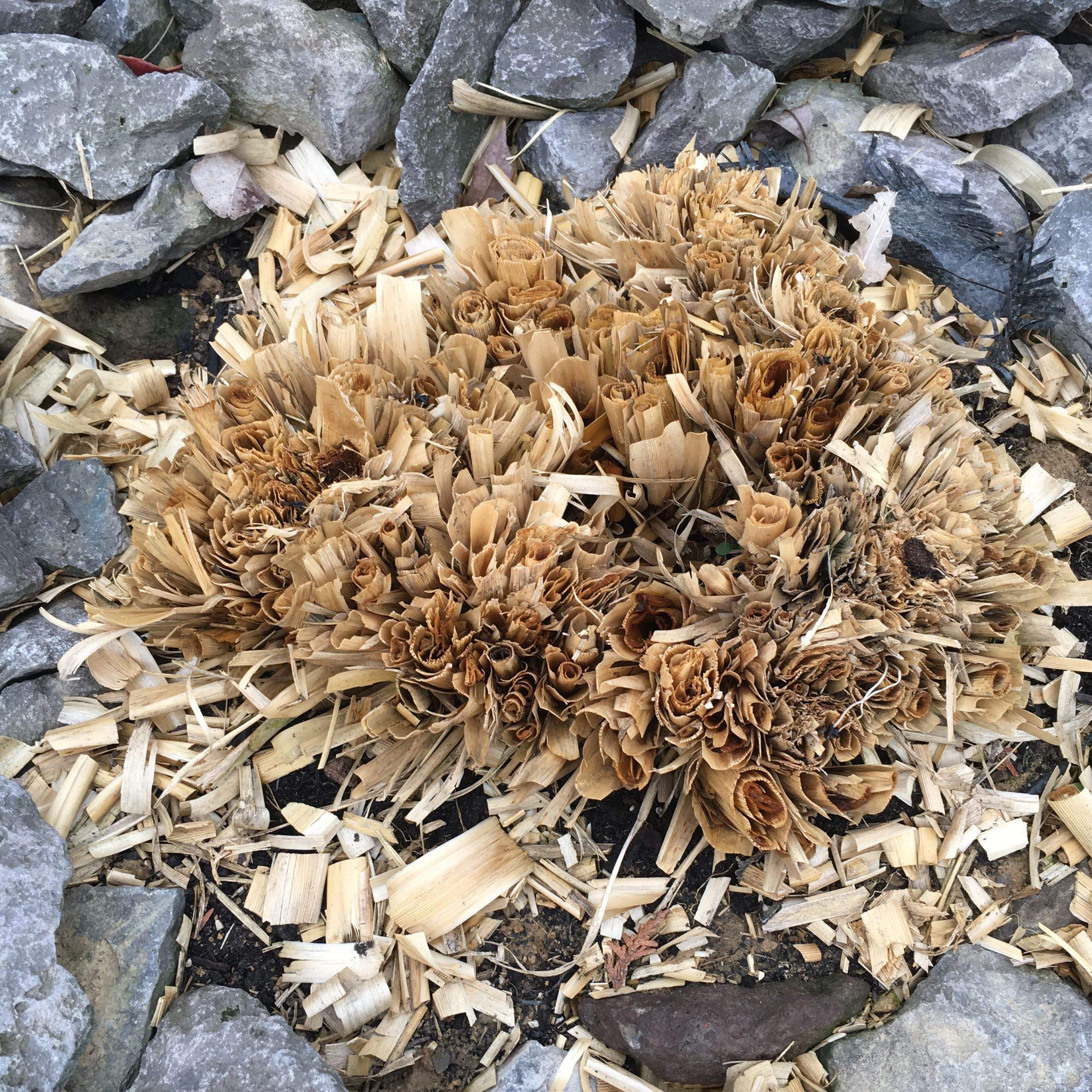Pampasgras Experten? Kommt da noch was? (Garten)
