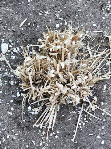 Pampasgras tot? (Gras, Blumen, Schädlinge)