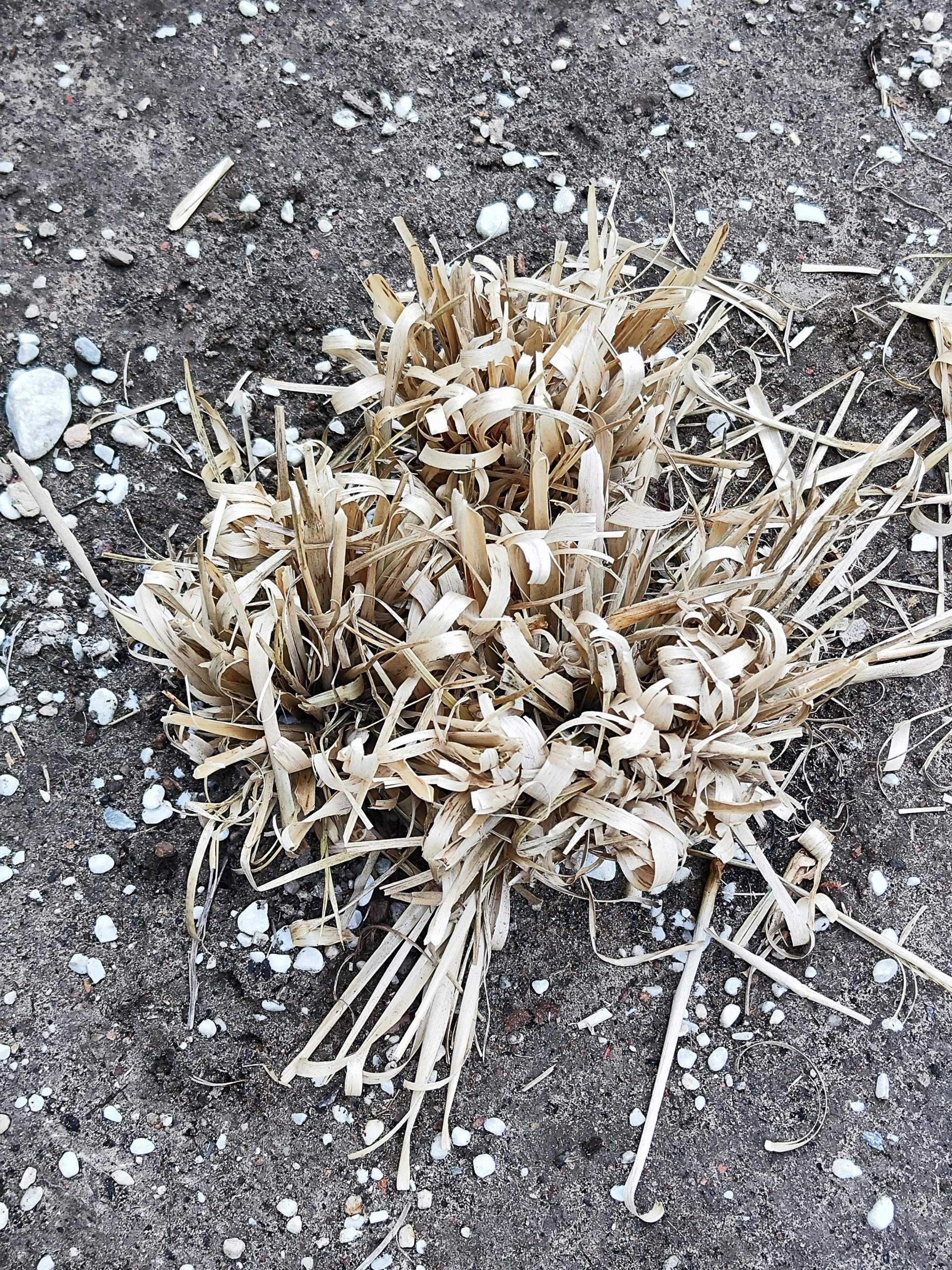 Pampasgras tot? (Gras, Blumen, Schädlinge)
