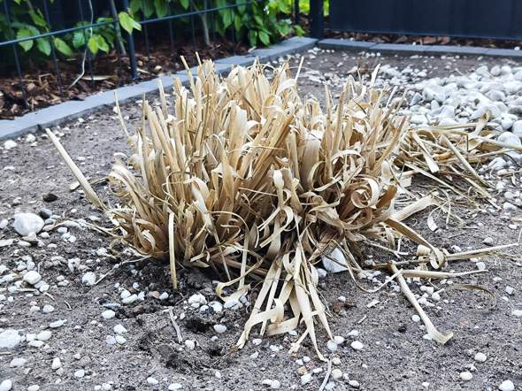 Pampasgras tot? (Gras, Blumen, Schädlinge)