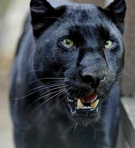 Schwarzer Panther - (Haustiere, panther)