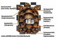 Panzer - Wirbelschild - (Schildkröten, Panzer, Verformung)