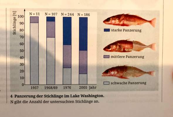 Panzerung der Stichlinge im Lake Washington-Ergebnisse unter evolutionsbiologischen Gesichtspunkten?