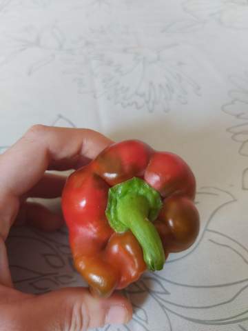 - (Garten, Pflanzenpflege, Gärtner)