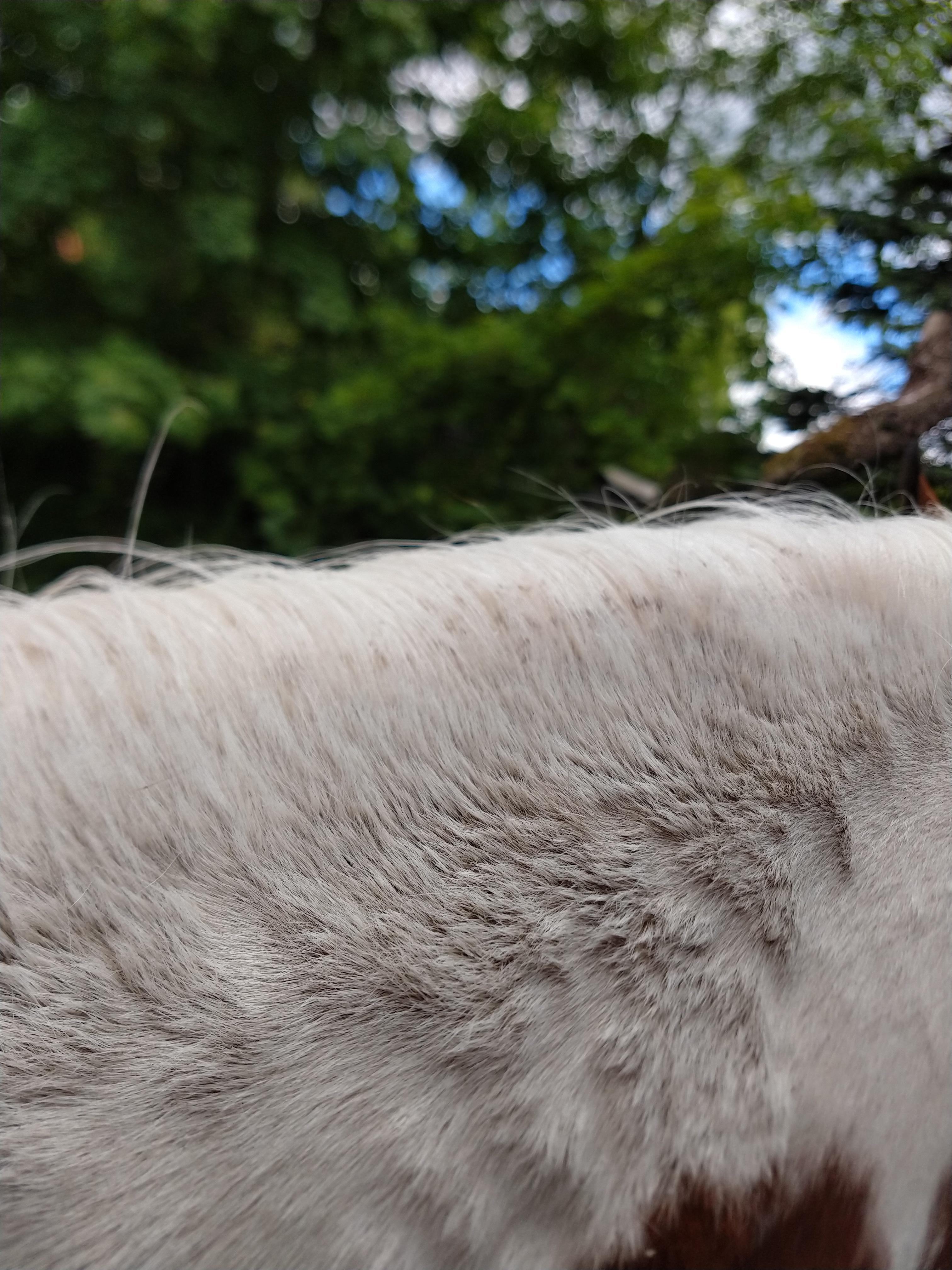 Parasiten in Pferde Mähne!? (Tiere, Tierarzt, Tiermedizin)