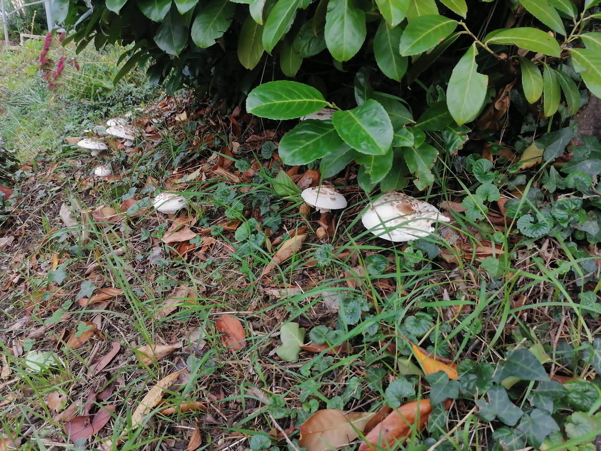 Parasolpilze unter Kirschlorbeer trotzdem essen? (Ernährung, Pilze)