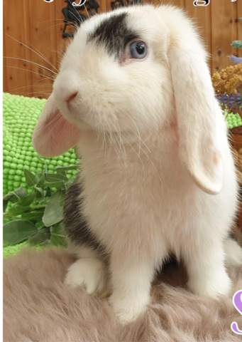 Passender Name Fur Kaninchen Tiere Haustiere Namen