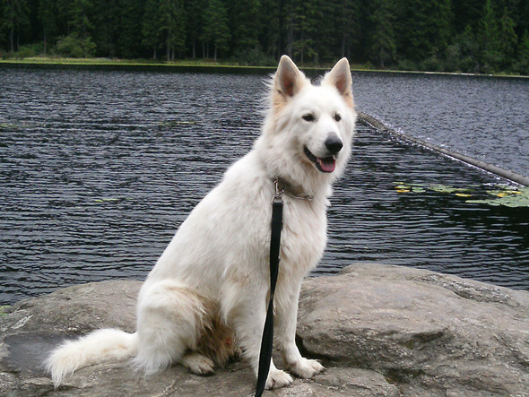  - (Hund, Name, Weißer Schweizer Schäferhund)