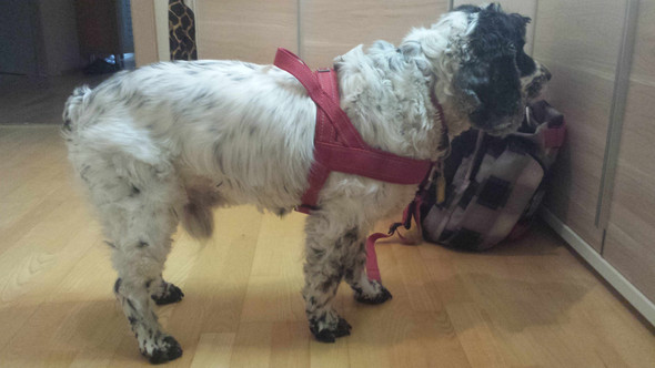 Tadaa - (Hund, Haustiere)