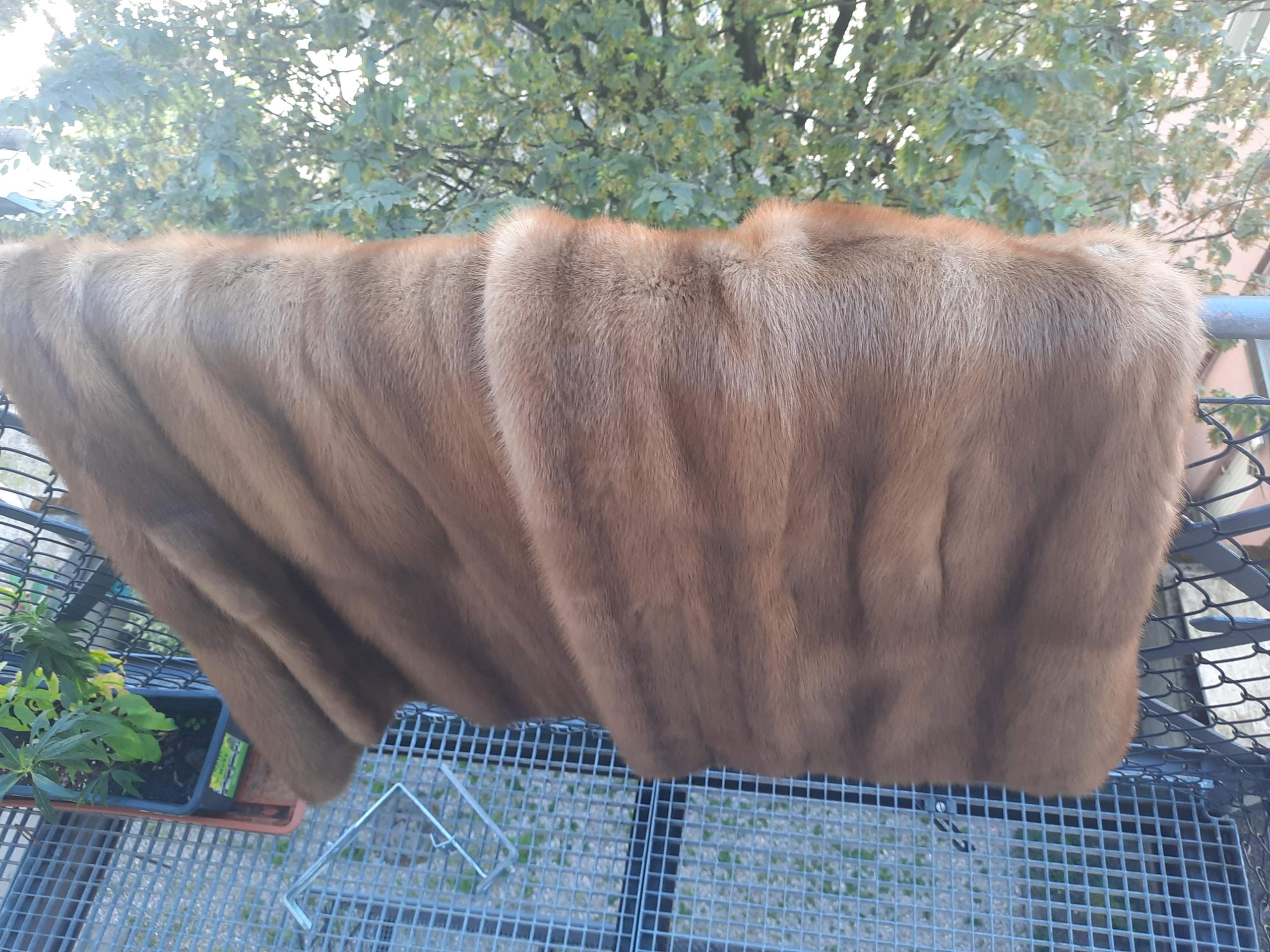 Pelzart bestimmen? (Pelz)