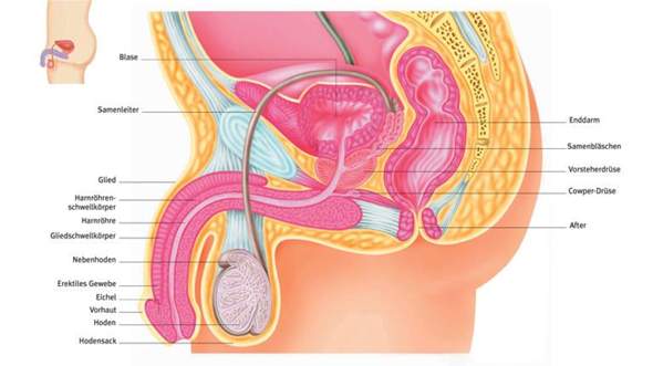 Penisverkrummung Oder Was Anderes Sex Penis Penisverkrummung Oder Was Anderes Sex Penis