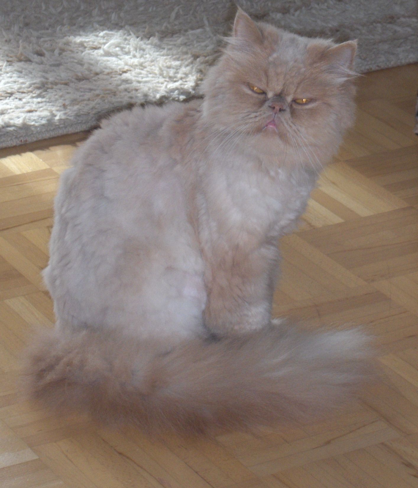 perserkatze schren wie lange dauert