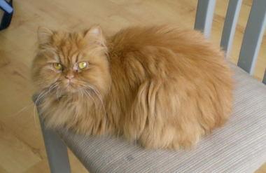 perserkatze schren wie lange dauert