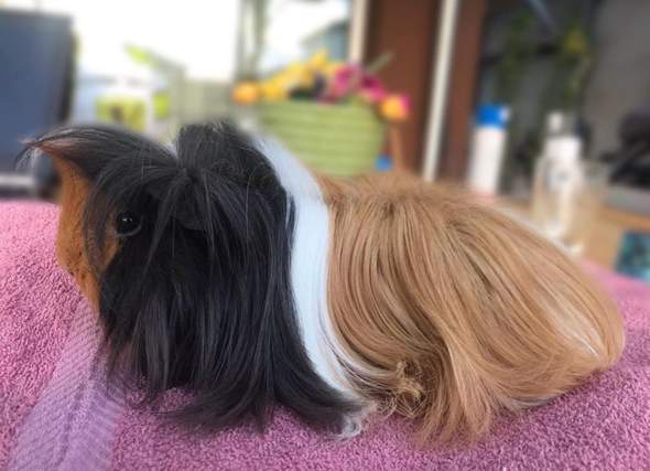 peruaner meerschweinchen haar zu lang