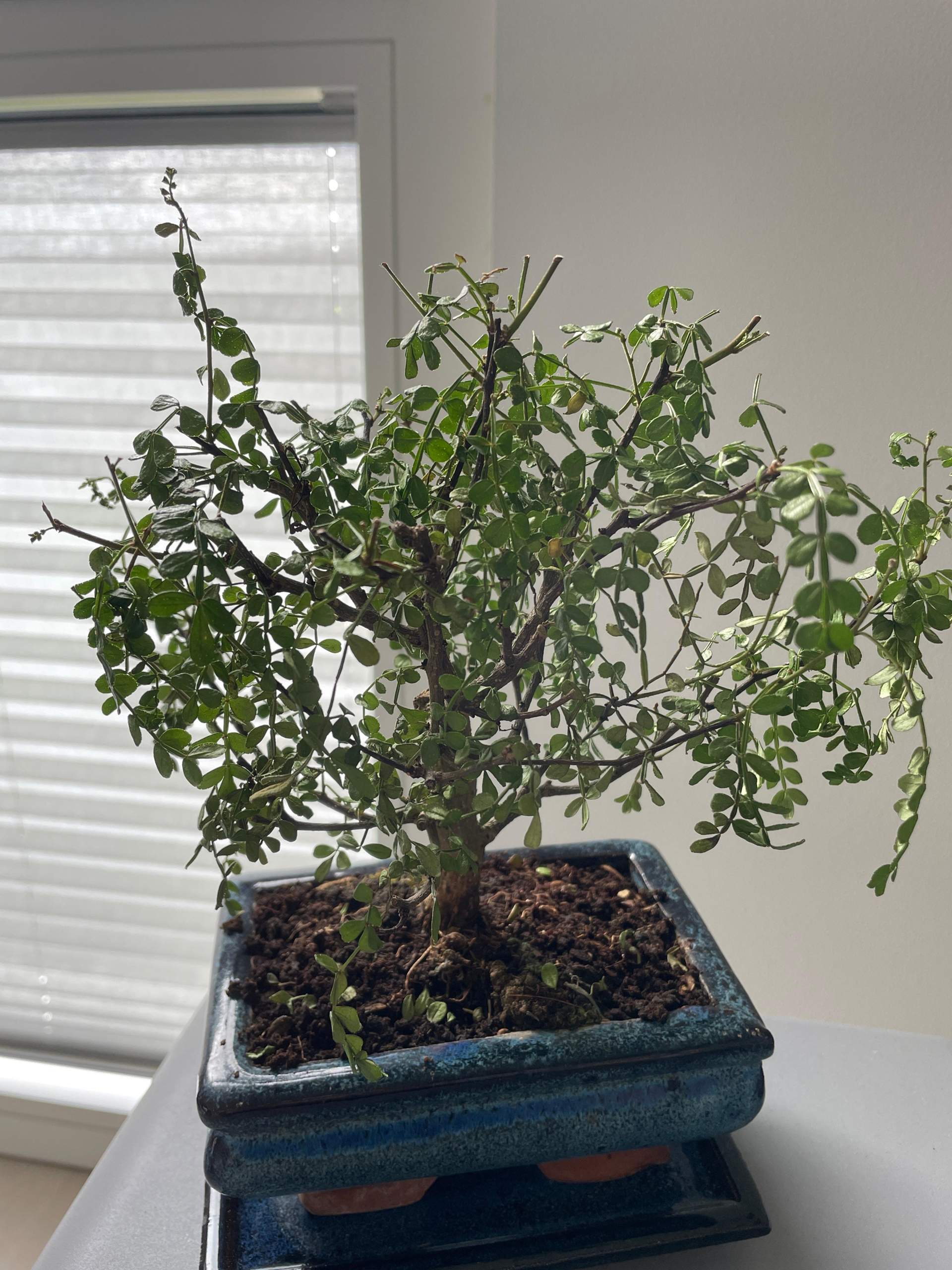 bonsai blog Blog # 19 Autumn Repotting, Correcting Roots main image 0