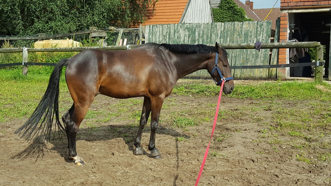 Pferd Nimmt Nicht Zu Und Baut Keine Muskeln Auf Pferd baut schlecht Muskeln auf? (Pferde, Muskelaufbau)