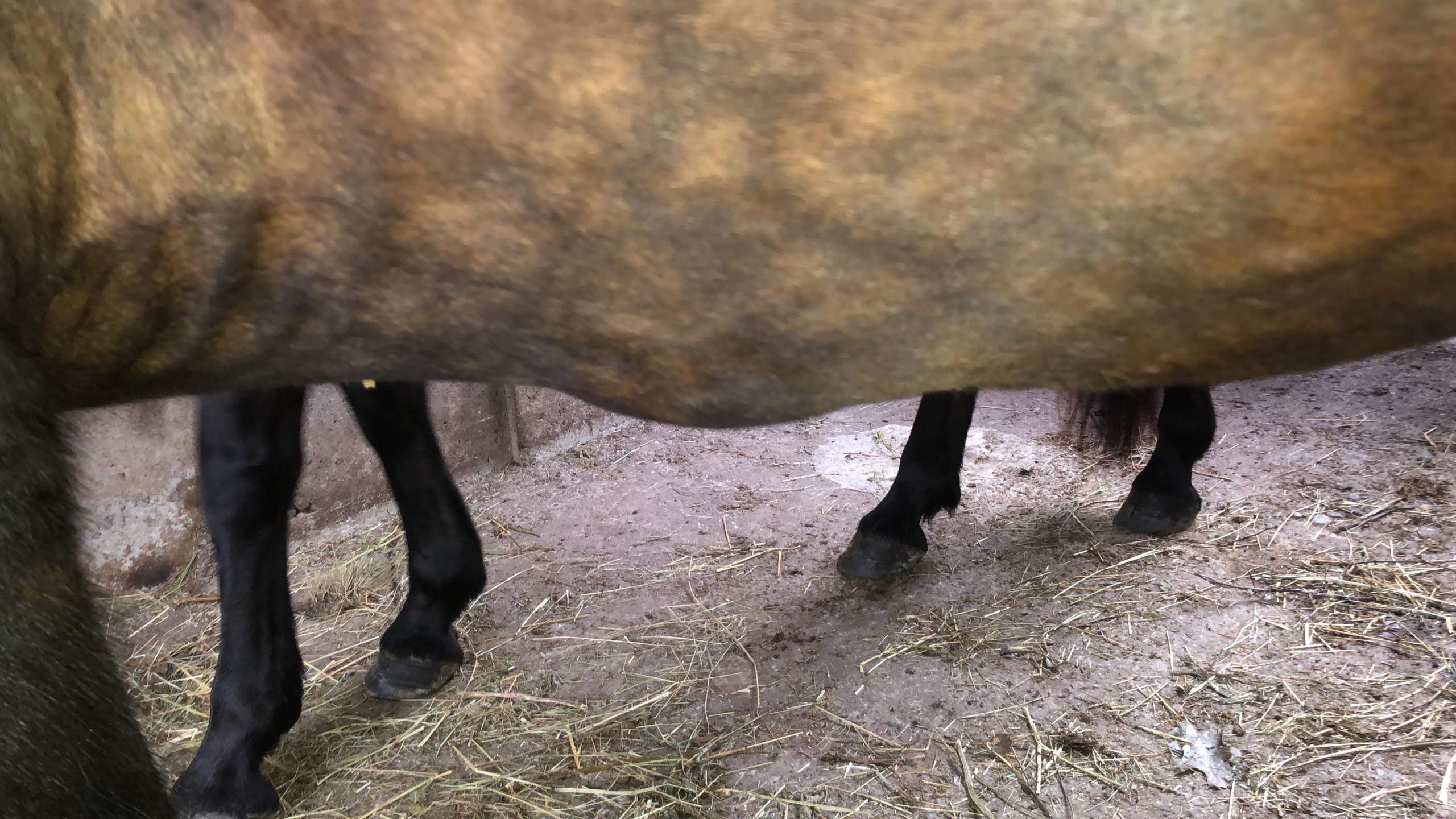 Pferd Beule am Bauch? (Tierarzt, Pferdepflege, pferdegesundheit)