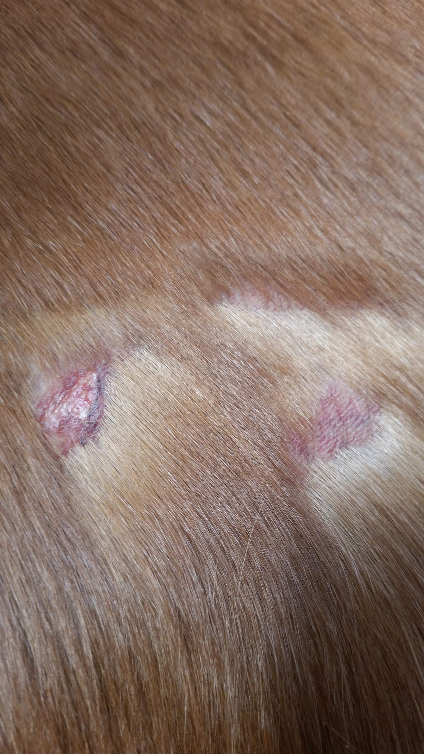 Pferd (Biss)Wunde? (Reiten, Verletzung, Tiermedizin)