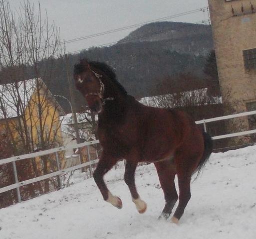 Dusty - (Pferd, Arthrose, einschläfern)