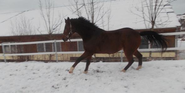 Dusty - (Pferd, Arthrose, einschläfern)