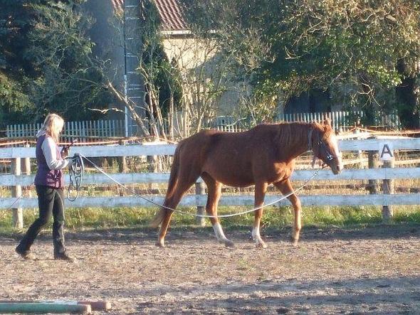chaya - (Pferde, reiten, Trakehner)
