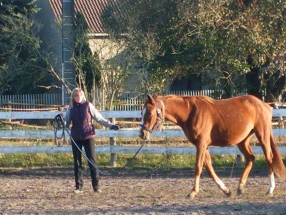 chaya2 - (Pferde, reiten, Trakehner)