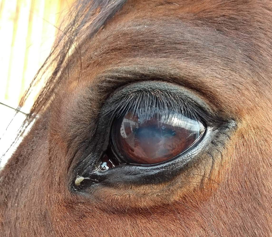 Milchiges Auge Pferd
